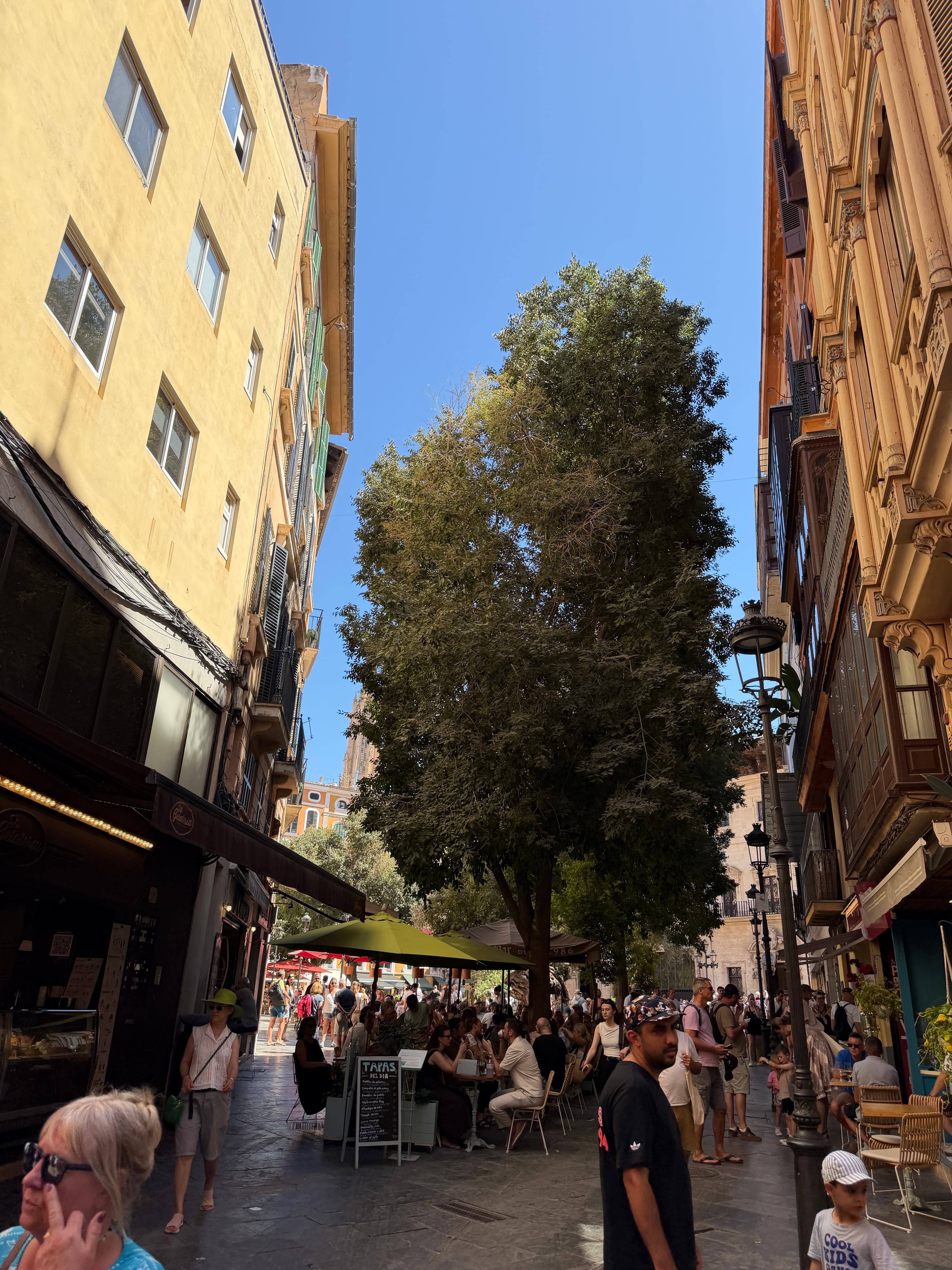 Belebter kleiner Platz mit großem Schattenbaum und Restaurantterrassen in Palma
