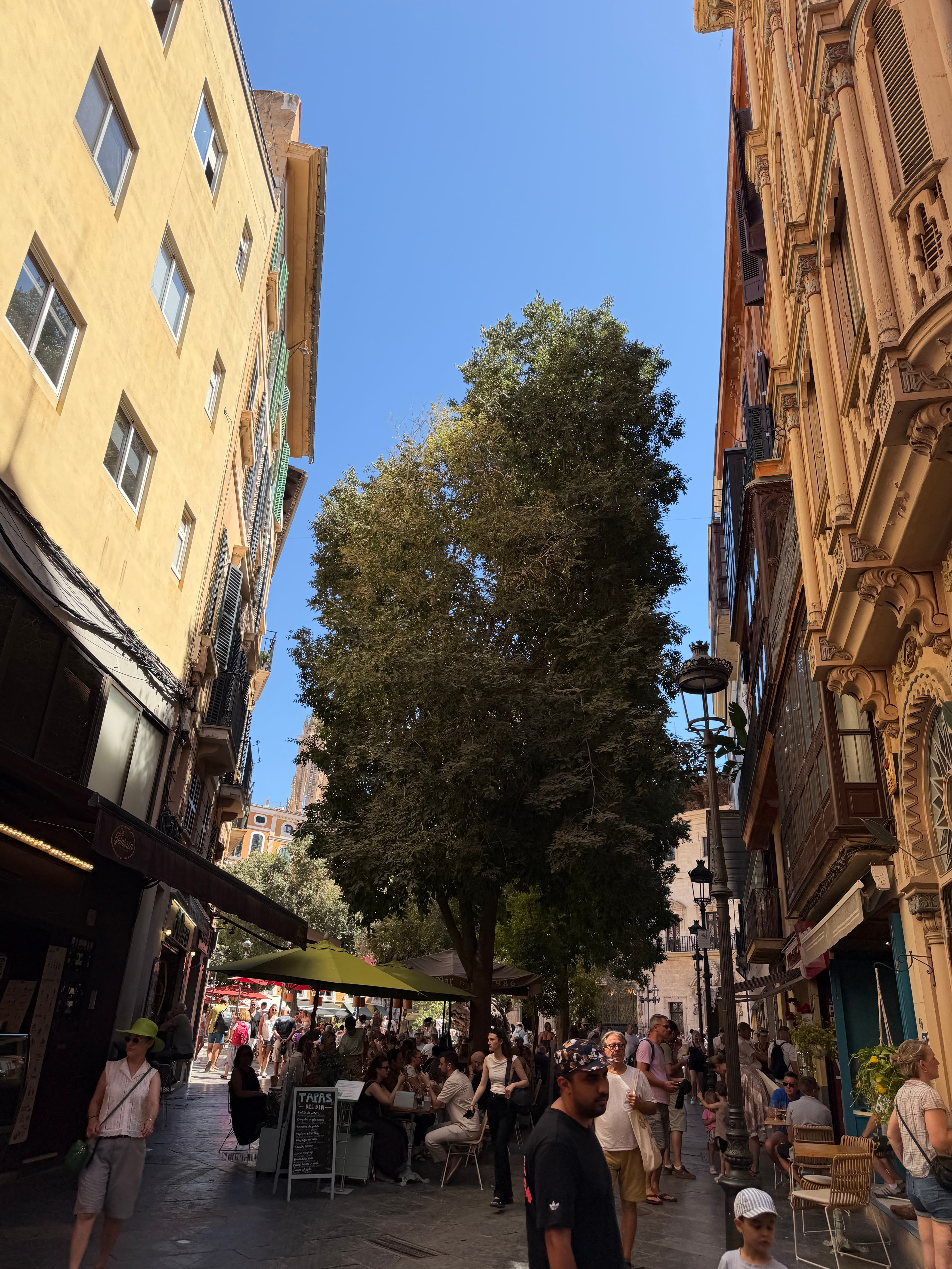 Cafés unter einem großen Baum zwischen historischen Häusern in Palma