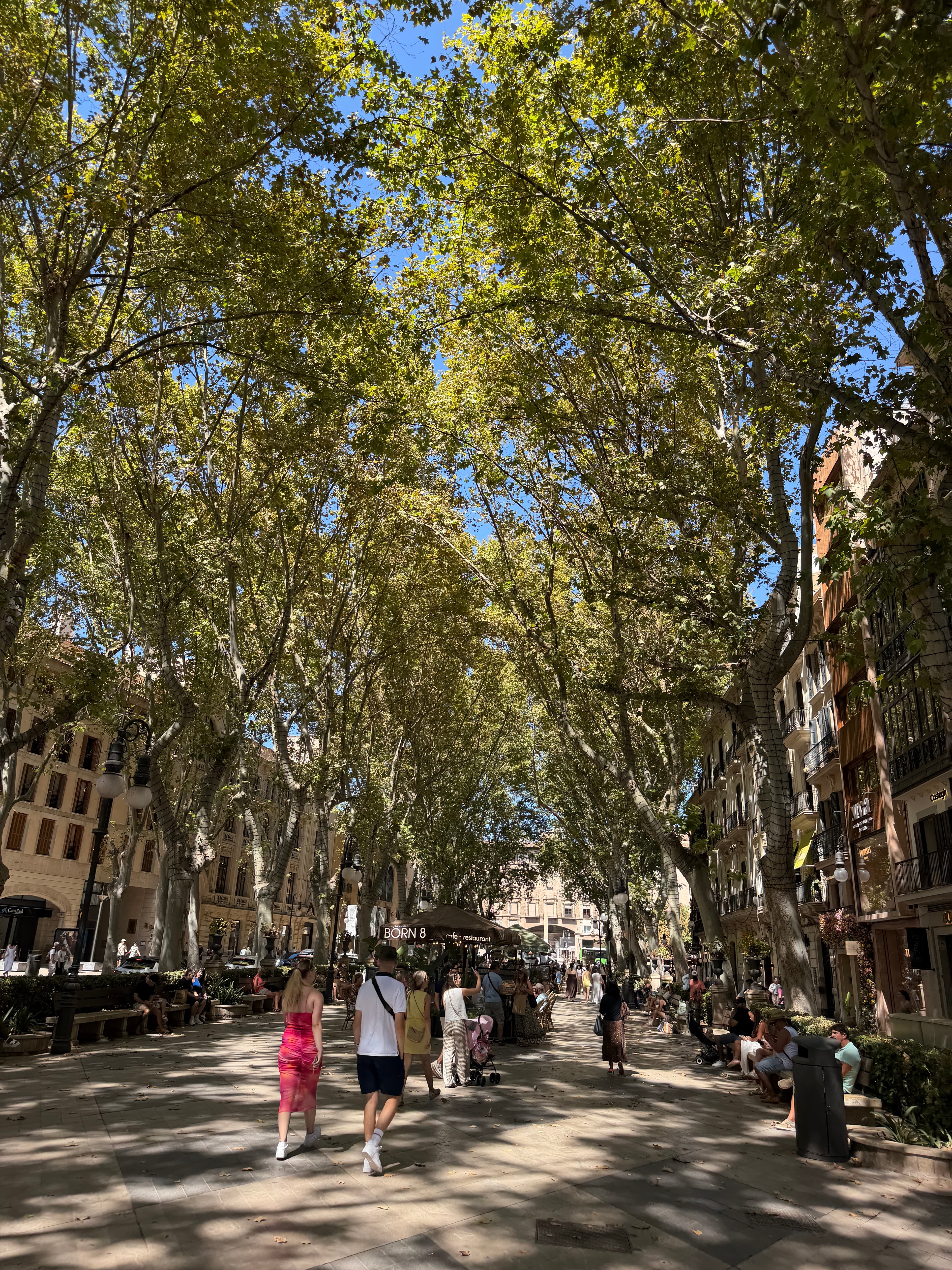 Schattiger Passeig del Born mit alten Bäumen und Straßencafés in Palma