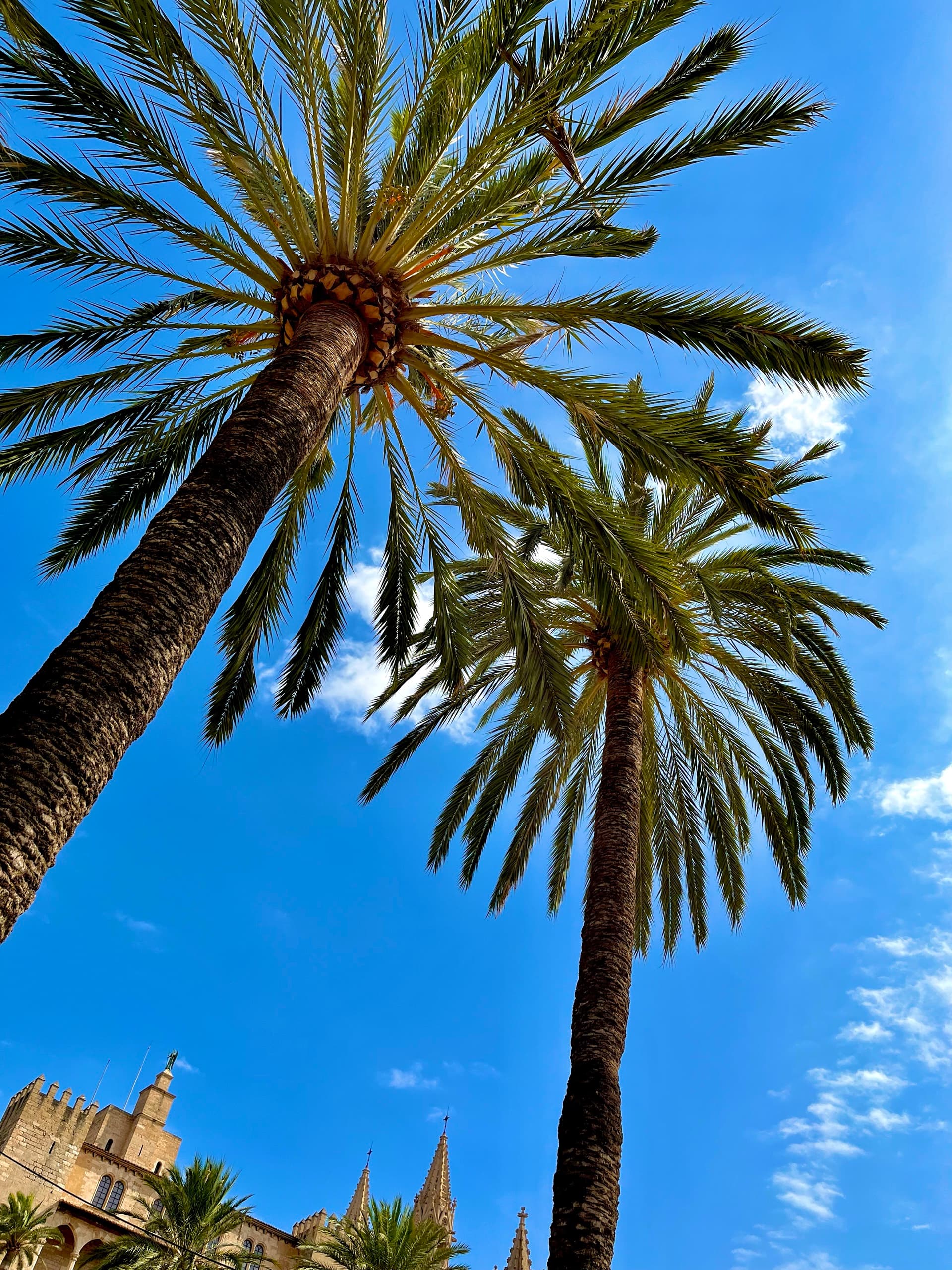 Hohe Palmen vor blauem Himmel in Palma