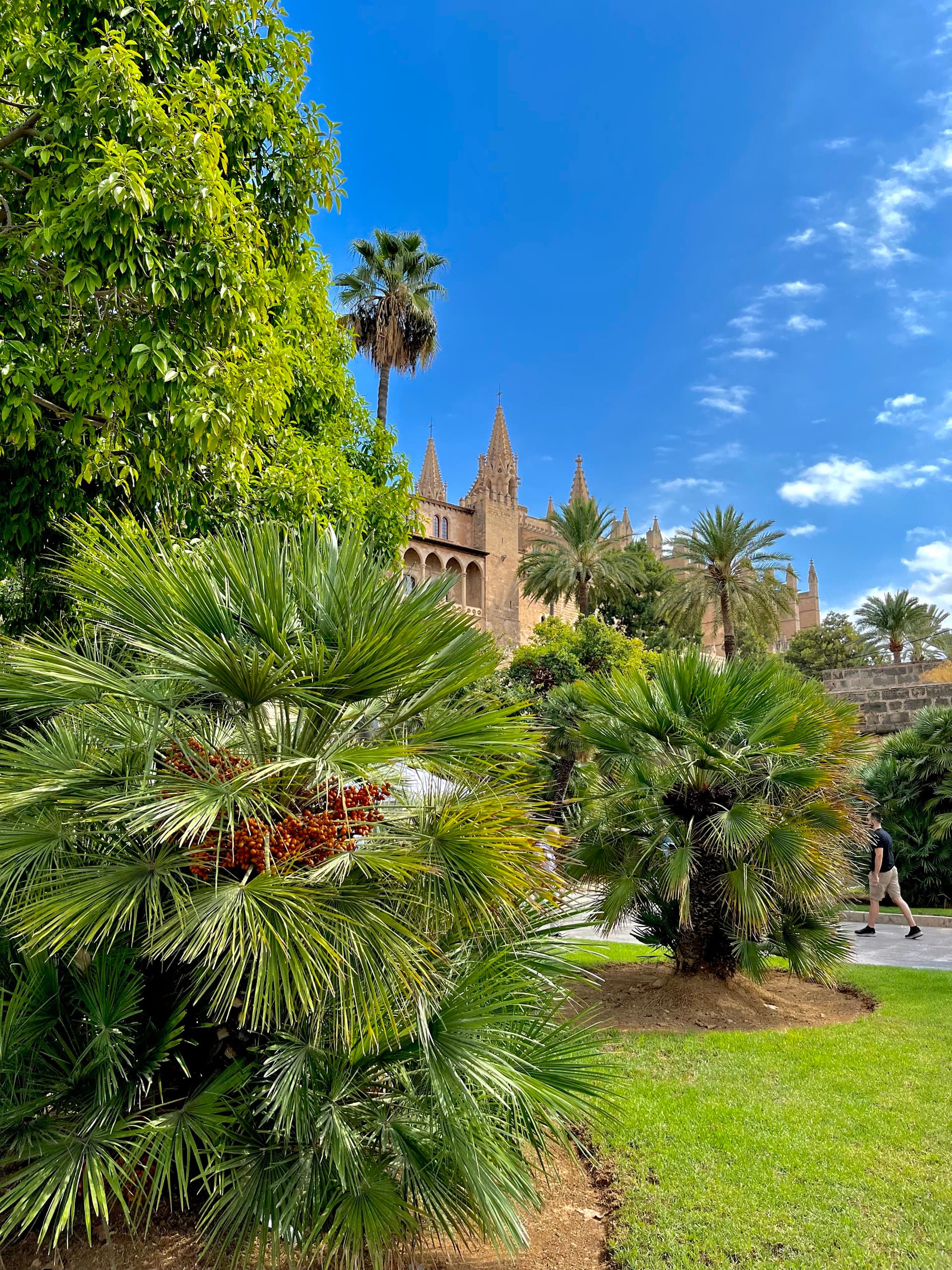 Üppiger Garten mit Palmen in Palma