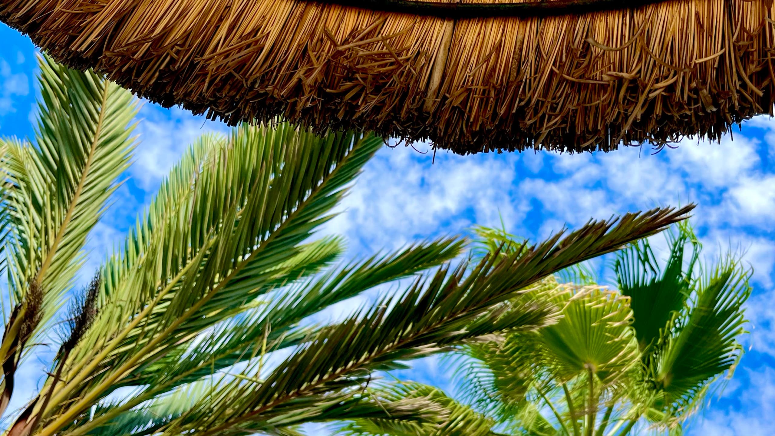 Palmwedel unter einem Sonnendach auf Mallorca