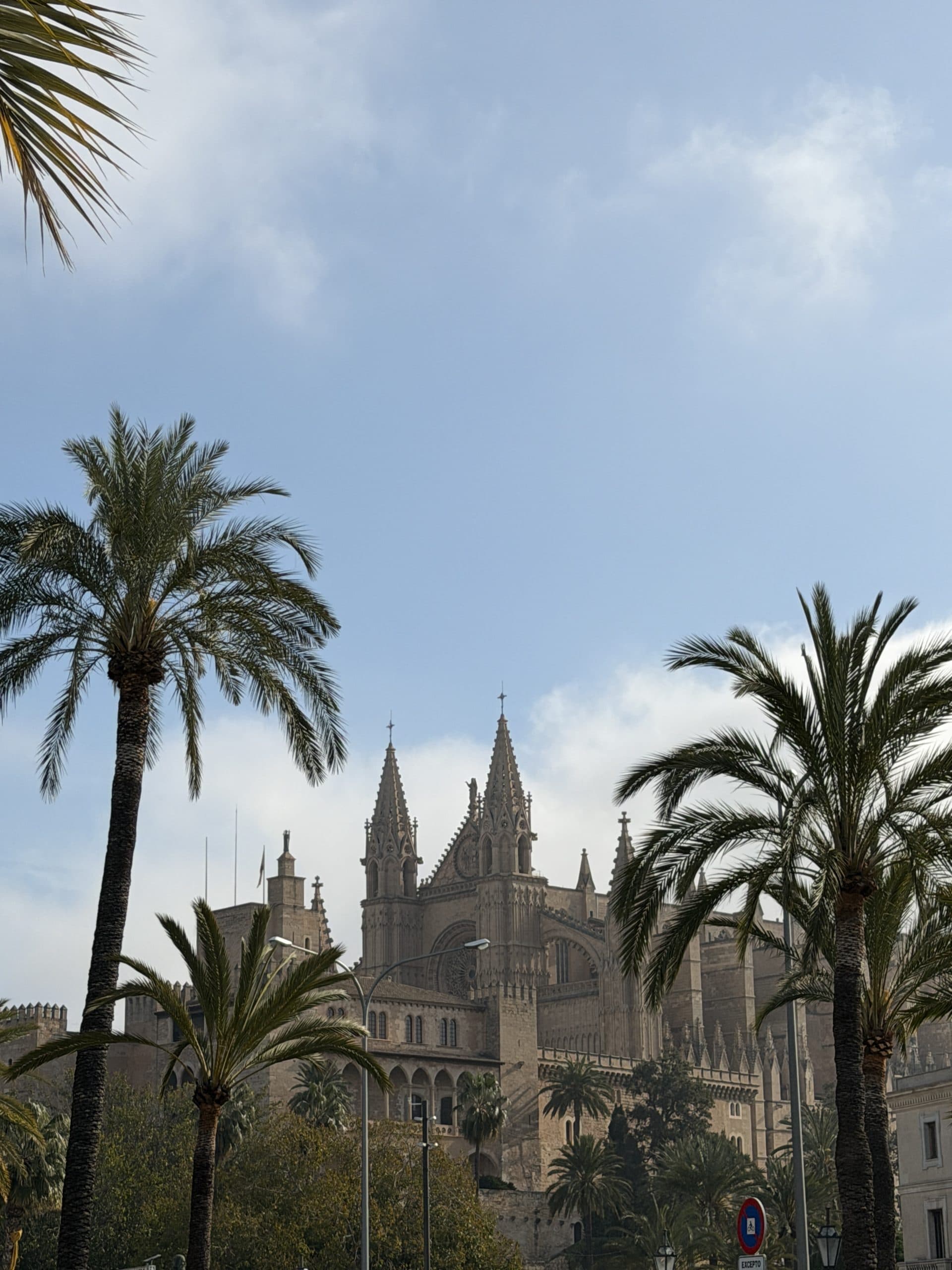 Kathedrale von Palma hinter Palmen