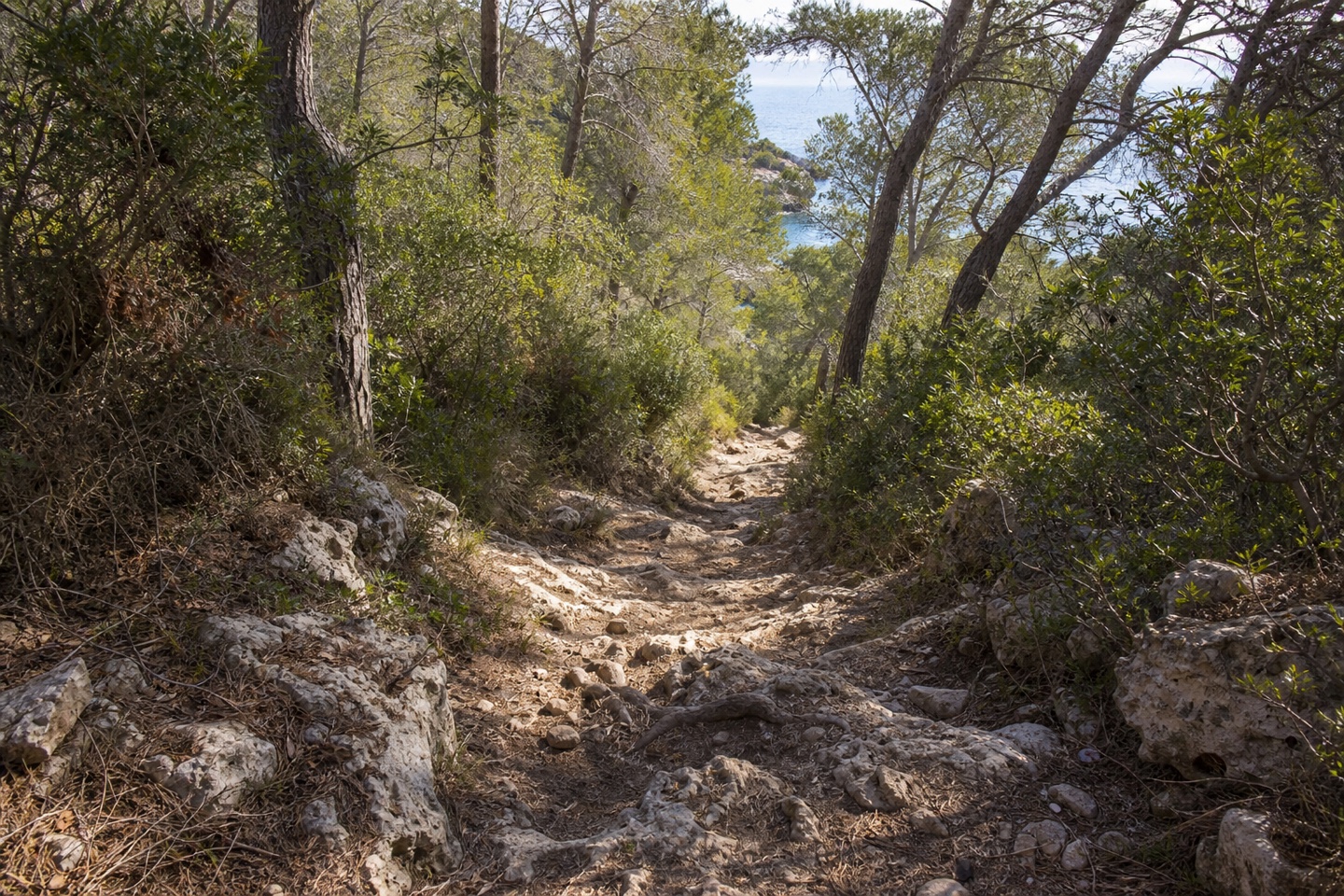KI-generiertes Stimmungsbild eines rauen unbefestigten Fußpfads durch Pinien in Richtung Cala Varques