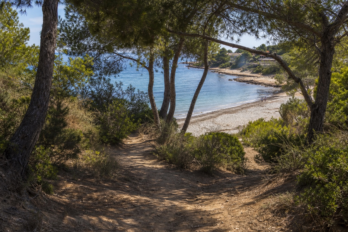 KI-generiertes Stimmungsbild eines plausiblen landseitigen Zugangs durch Pinien zum Strand Sa Marjal