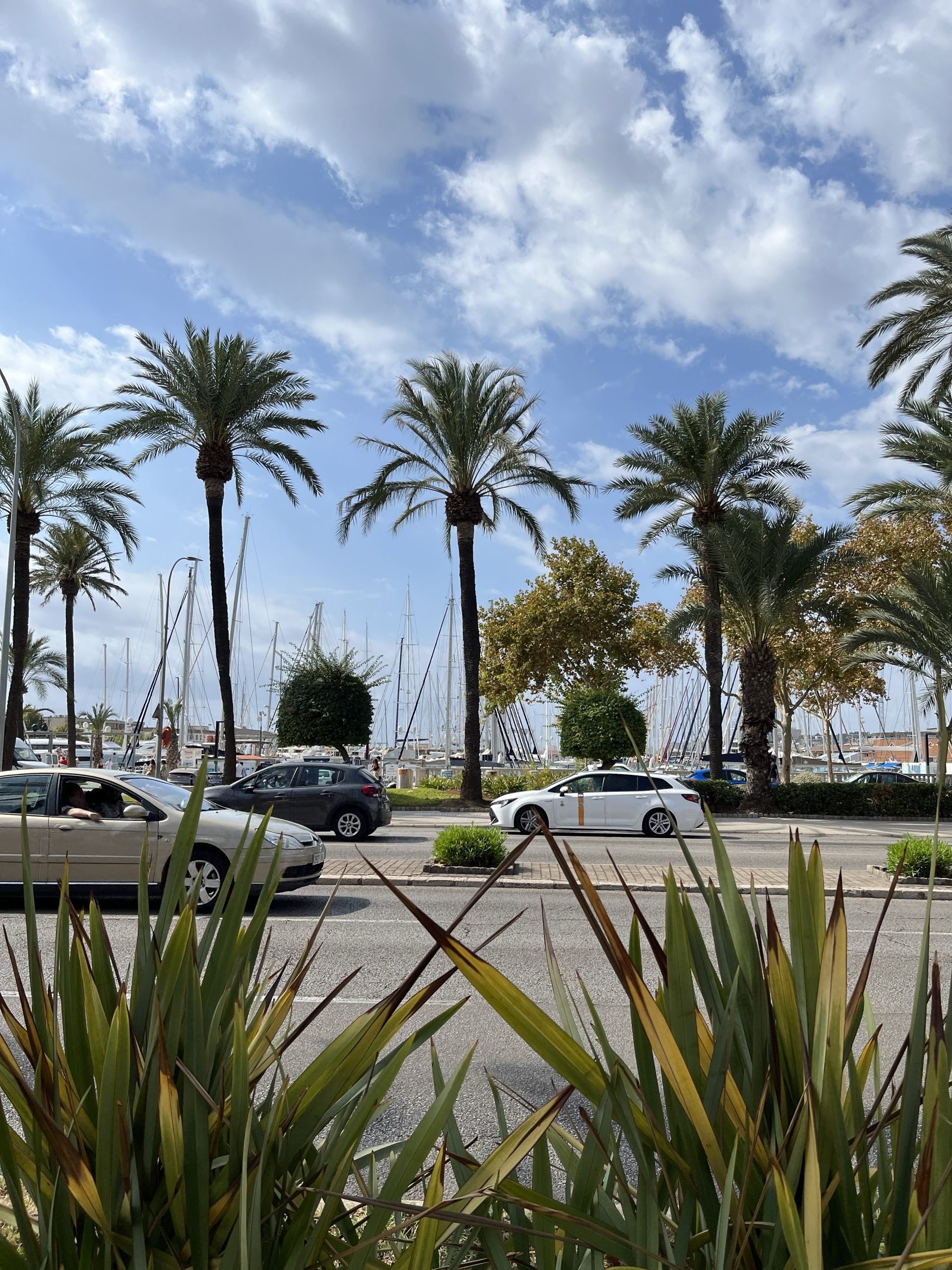 Palmen an einer breiten Promenade in Palma