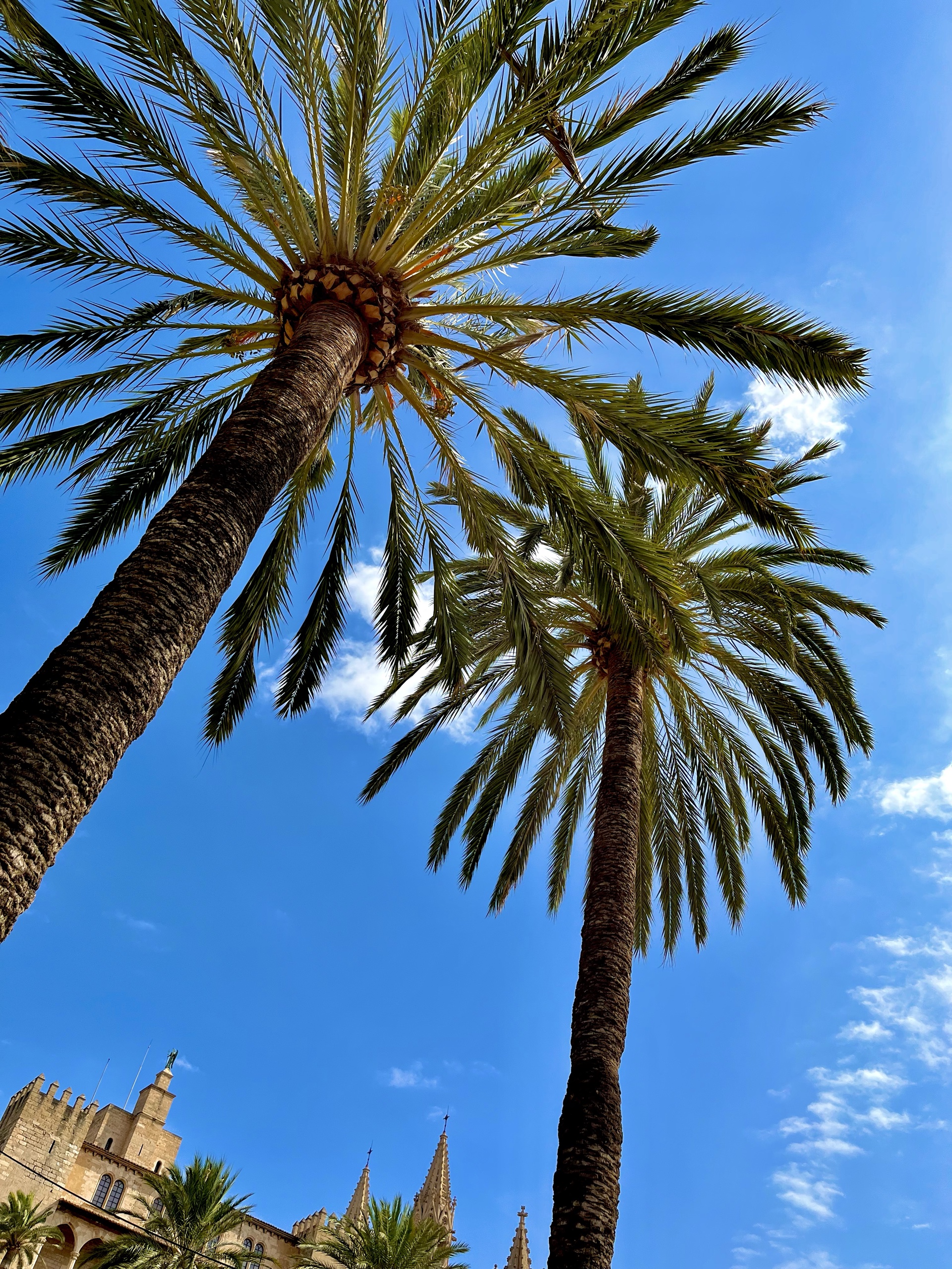 Hohe Palmen vor blauem Himmel in Palma