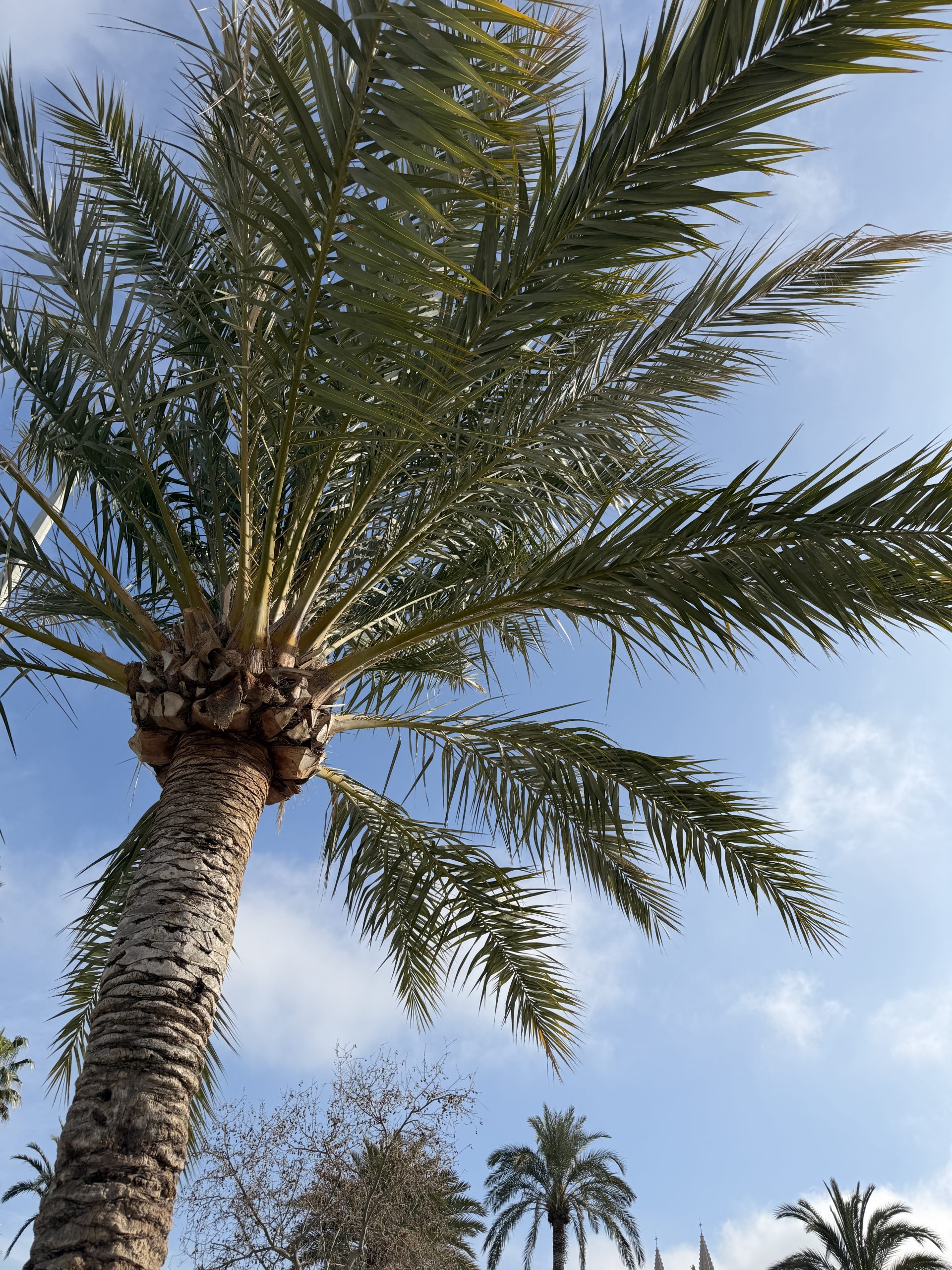 Palme vor blauem Himmel auf Mallorca