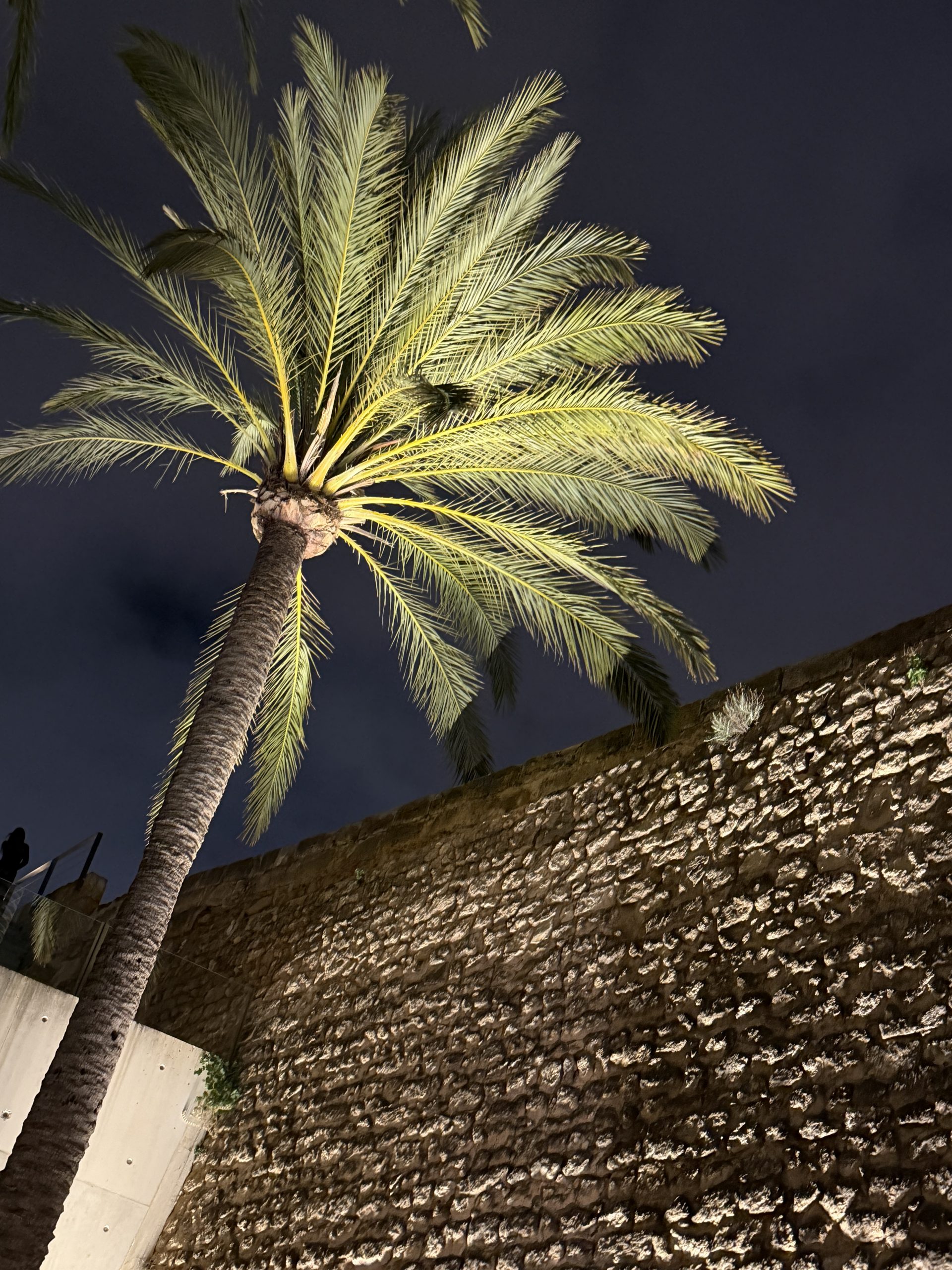 Nächtliche Palme auf Mallorca