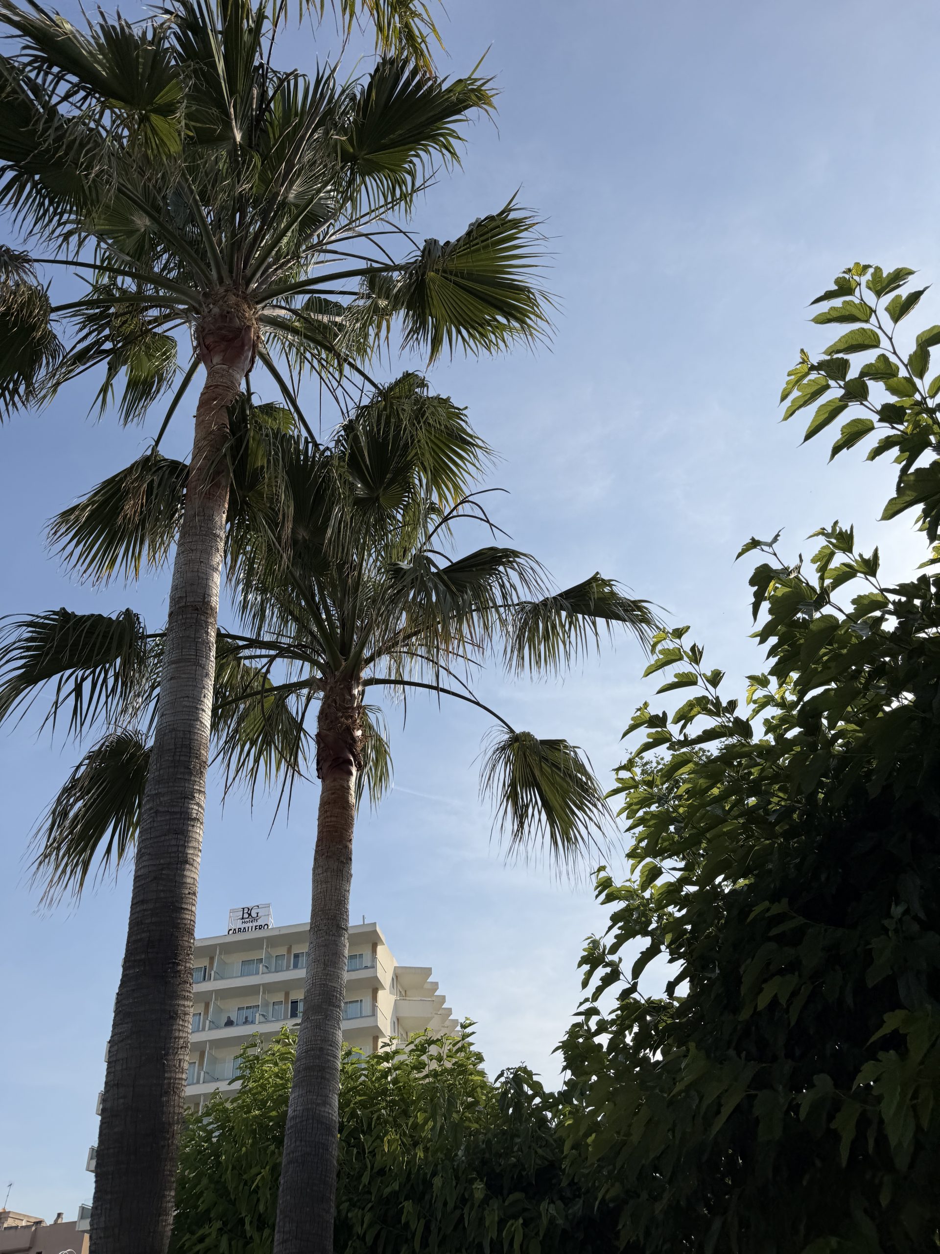 Palmen auf Mallorca im Juni