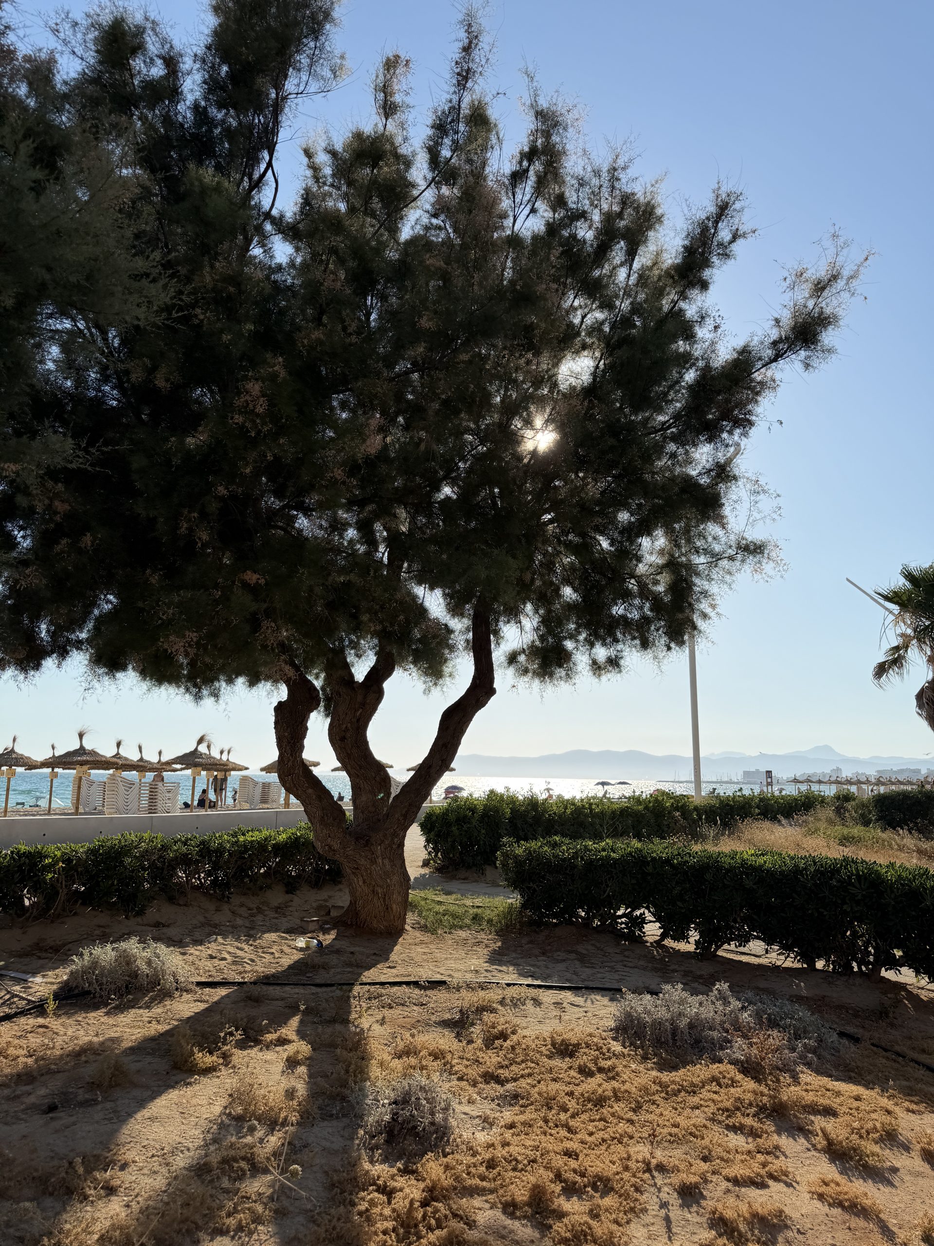 Alter Olivenbaum als Symbol für mallorquinisches Olivenöl